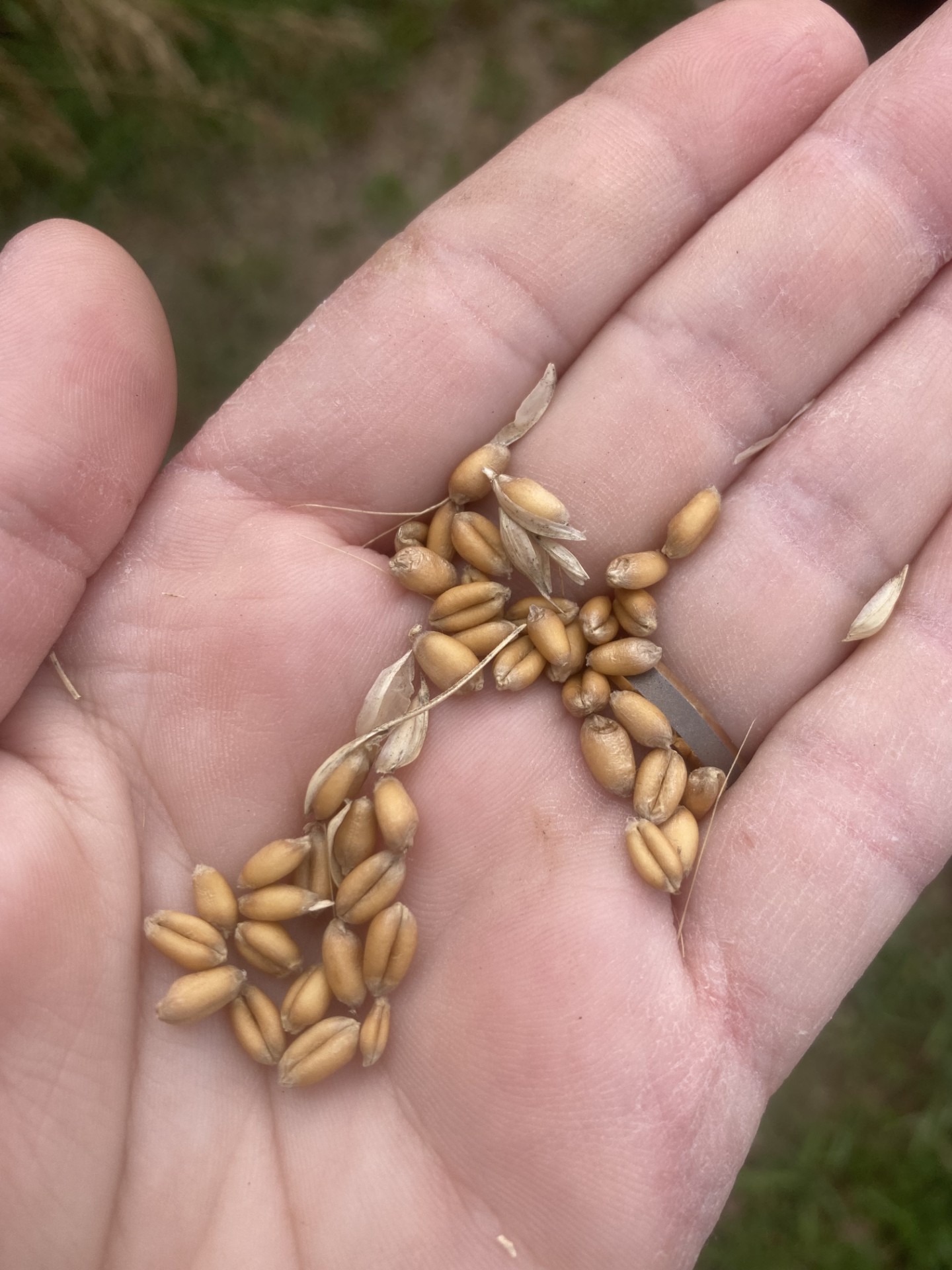 A hand holding wheat kernels.